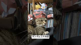 ガンダムコスプレ10連発 #猫のいる生活 #猫の日常 #なんじ君 #おぬしちゃん #cat #cosplay