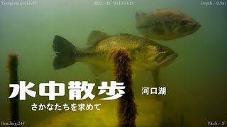 ②ブラックバス【水中散歩・さかなたちを求めて】＠河口湖