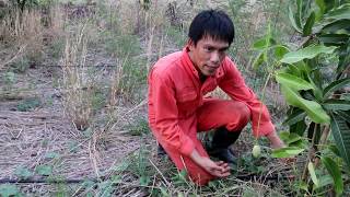 สาเหตุผลอ่อนมะม่วงร่วงและวิธีแก้ไข