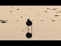 searching for shorebirds at chaplin lake