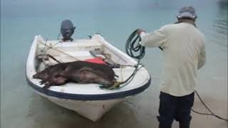 日本最西端の秘境 西表島船浮集落「イダの浜」の猪狩り 「野生だから刺身で食える」