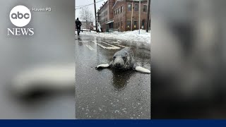 Connecticut city baffled by seal roaming its streets