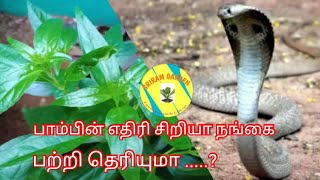 சிறியாநங்கை செடியின் பயன்கள்