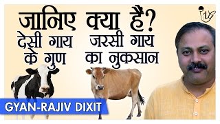 Must Watch | Rajiv Dixit - क्या अंतर है देसी गाय और जरसी गाय में ? | Jersey Cow Harmful Effects