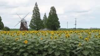 【あけぼの山農業公園】ヒマワリ2016年7月25日