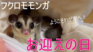 【フクロモモンガ】 初めてのお迎え