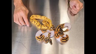 BECOME AN ULTRAPIED LEGEND! BALL PYTHON BOGO JULY SALES FINALE! ONLY 2 SPECIAL PAIRS LEFT!!!