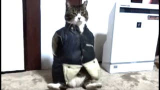 寒いので、猫に服を着せてみたら・・・