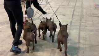 CQD BTK -65th International Dog Show CACIB Belgrade,17th November 2019