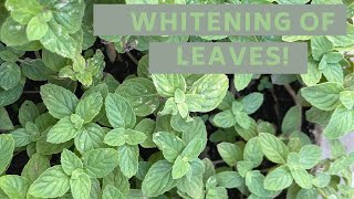 What to do when your mint leaves are whitening || green affair