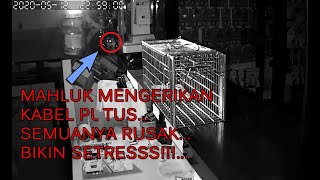 MENANGKAP MAHLUK PERUSAK BARANG DIKONTER!! KABEL PUTUS..BIKIN STERSS!!!!