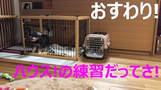 クララちゃんねる🐕【ハウスの練習なんじぁ～ママさん!ぎこちない💦】ミニチュアシュナウザー