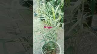 ginger\