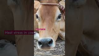 गाई।।Cow #rap #music #गाई #trending #cow