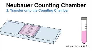 How to count cells with the Neubauer Counting Chamber