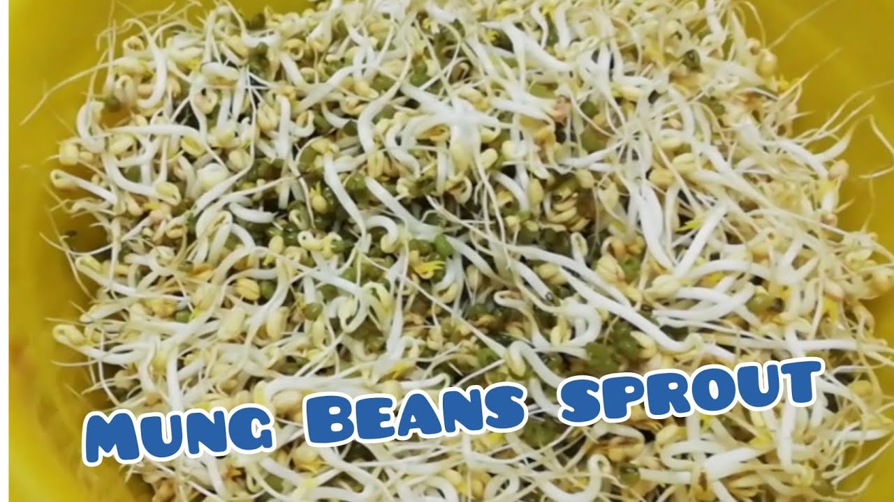 MUNG BEANS SPROUT | Vlogs By Sweetie #17 - YouTube