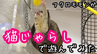 【フクロモモンガ】猫じゃらしで遊んでもらったら可愛すぎたw【023】