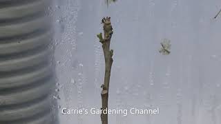 Do Moringa Trees Go Dormant In Northern Climates Indoors