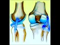 Posterolateral Corner Reconstruction ( LaPrade Vs Arciero)