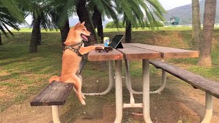 Funny Picnic Fails 😅 | AFV 2021