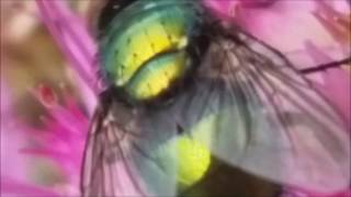 The Green Bottle Fly