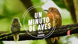 Un Minuto de Aves #129 Buco Barbón