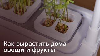 Выращиваем фрукты, ягоды и цветы дома - обзор садика iGarden