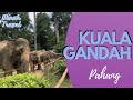 Kuala Gandah (Gajah), Deerland & Forest Park di Lanchang