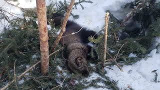 First Mink, another Fisher! February 23, 2023