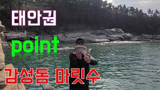 태안권 포인트 감성돔 마릿수 포인트 Black sea bream fishing