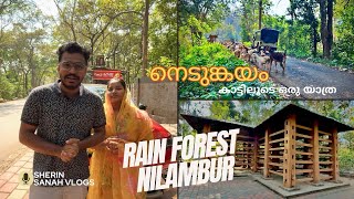 Nedumkayam Rainforest | Nilambur #nilambur #forest