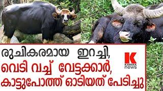 കാട്ടുപോത്ത് നാട്ടിലിറങ്ങി അക്രമം കാണിച്ചത് വേട്ടക്കാരെ പേടിച്ചു