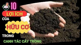 10 Lợi Ích Của Hữu Cơ Trong Canh Tác Cây Trồng, Trồng Cây Cần Có Hữu Cơ | Lương Hồng Sơn