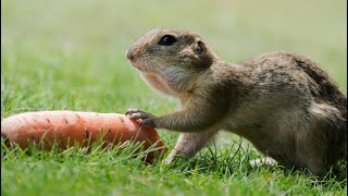 Ürge etetés Ópusztaszeren // European Ground Squirrel (Spermophilus citellus) feeding in Ópusztaszer