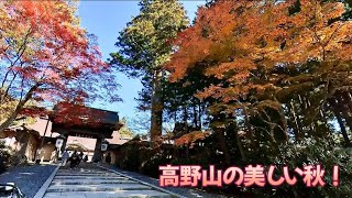 【世界遺産・高野山】高野山の鮮やかな紅葉散策！金剛峯寺から奥の院口までの街道を散策