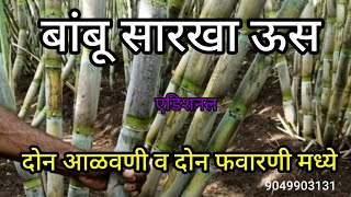 एकरी 100 टन सहज #karyonorganic #sandipkarande #sugarcane #sugarcane #86032 #agriculture #ऊसशेती