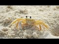 sand crabs on the beach