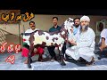 Amritsari Beetal Goats Of Kashif Bhai- Beetal Goats In Lahore