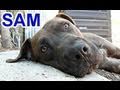 Please help Sam find a home and share this video.  Thanks! #rescue