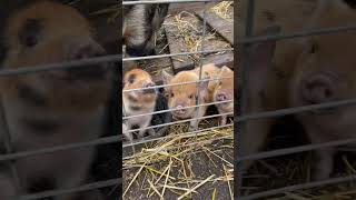 KuneKune Piglets  Want  to Eat! 🌾💜🐽 #shorts #kunekune #piglets