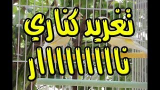 تغريد كناري ناااااااااااااااااار  canary singing