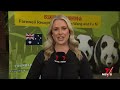 exit plan for adelaide zoo s pandas wang wang and fu ni 7news