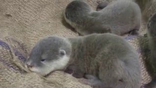 コツメカワウソの赤ちゃん。3頭とも目が開きました（2015年12月2日：福岡市動物園）