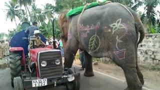 Elephant drinking water from a tanker in Ballari