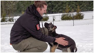 Fun in the Snow with Trained Puppy Trusa! Kraftwerk K9 German Shepherds