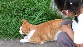 세상에서 가장 행복한 길고양이들이 사는 마을  The town where street cats live the happiest in the world