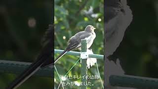 ハクセキレイの幼鳥を見かけました。#Shorts