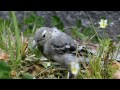 sädesärla white wagtail ungfågel