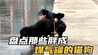 盘点那些胖成煤气罐的猫狗，没有一口粮是白吃的！