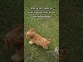 Cavapoo puppy basic obedience leash training 🐾🐕‍🦺❤️ #shorts